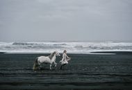 Woman walking with gray stallion on seashore during storm