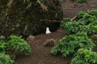 Wild seagull in nest on ground