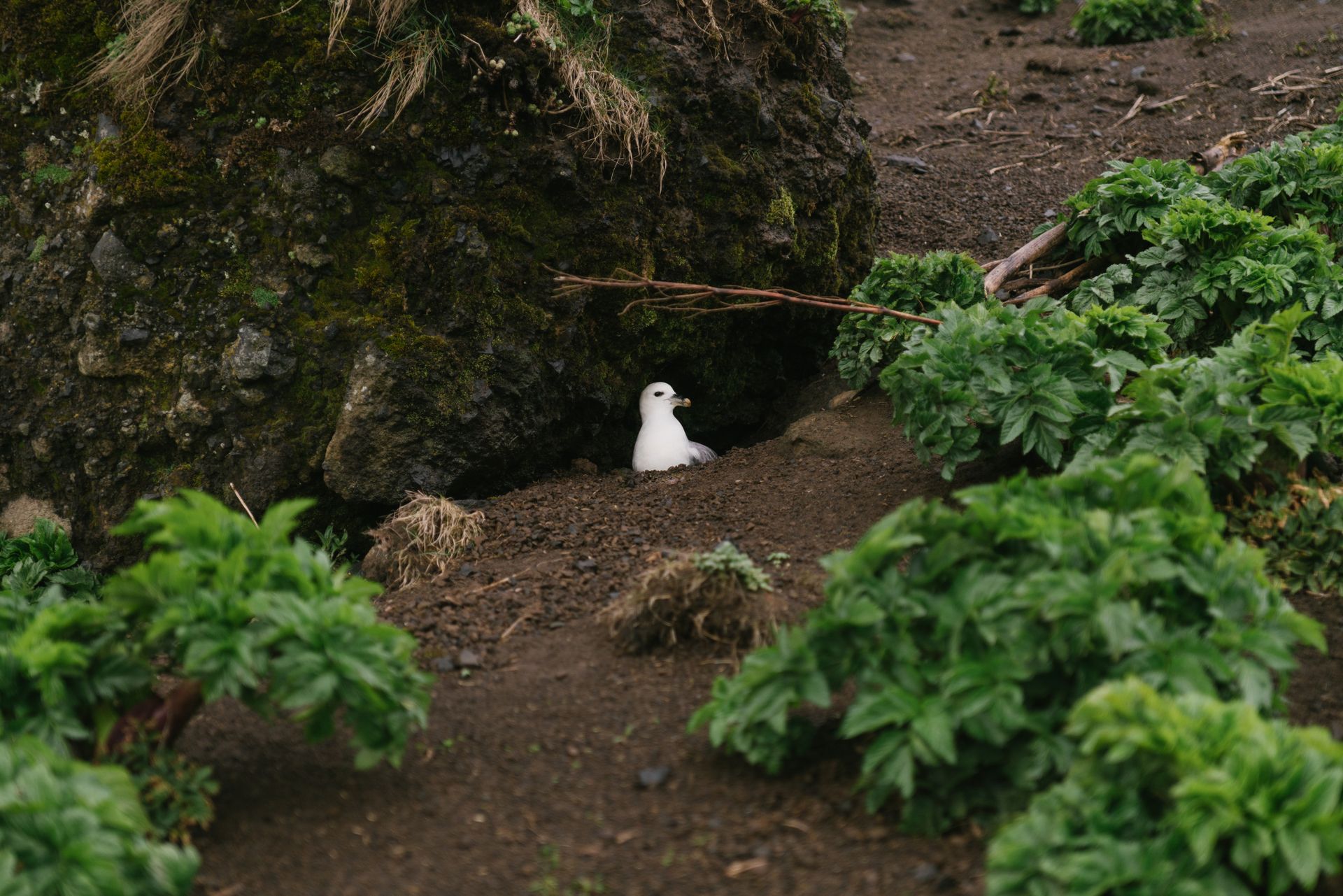 A seabird rests in its nest surrounded by lush greenery in a rocky landscape, embodying a serene natural habitat.