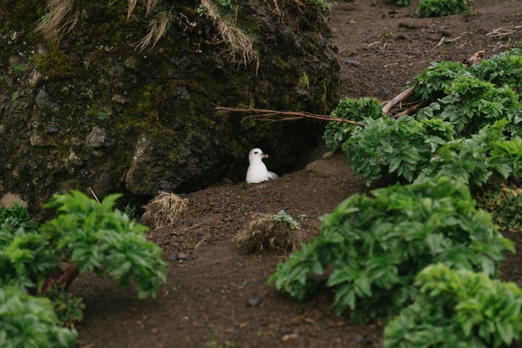 Wild Seagull In Nest On Ground