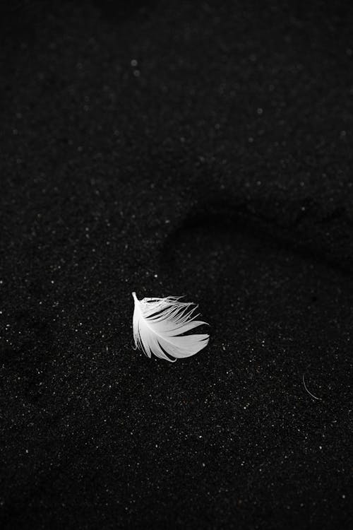 Free Top view of small white seabird feather placed on black sand texture background located on famous ocean beach with black and white effect Stock Photo