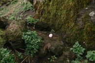 Single bird egg in ground nest
