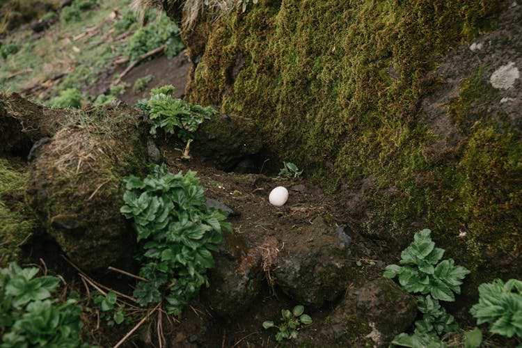 Single Bird Egg In Ground Nest