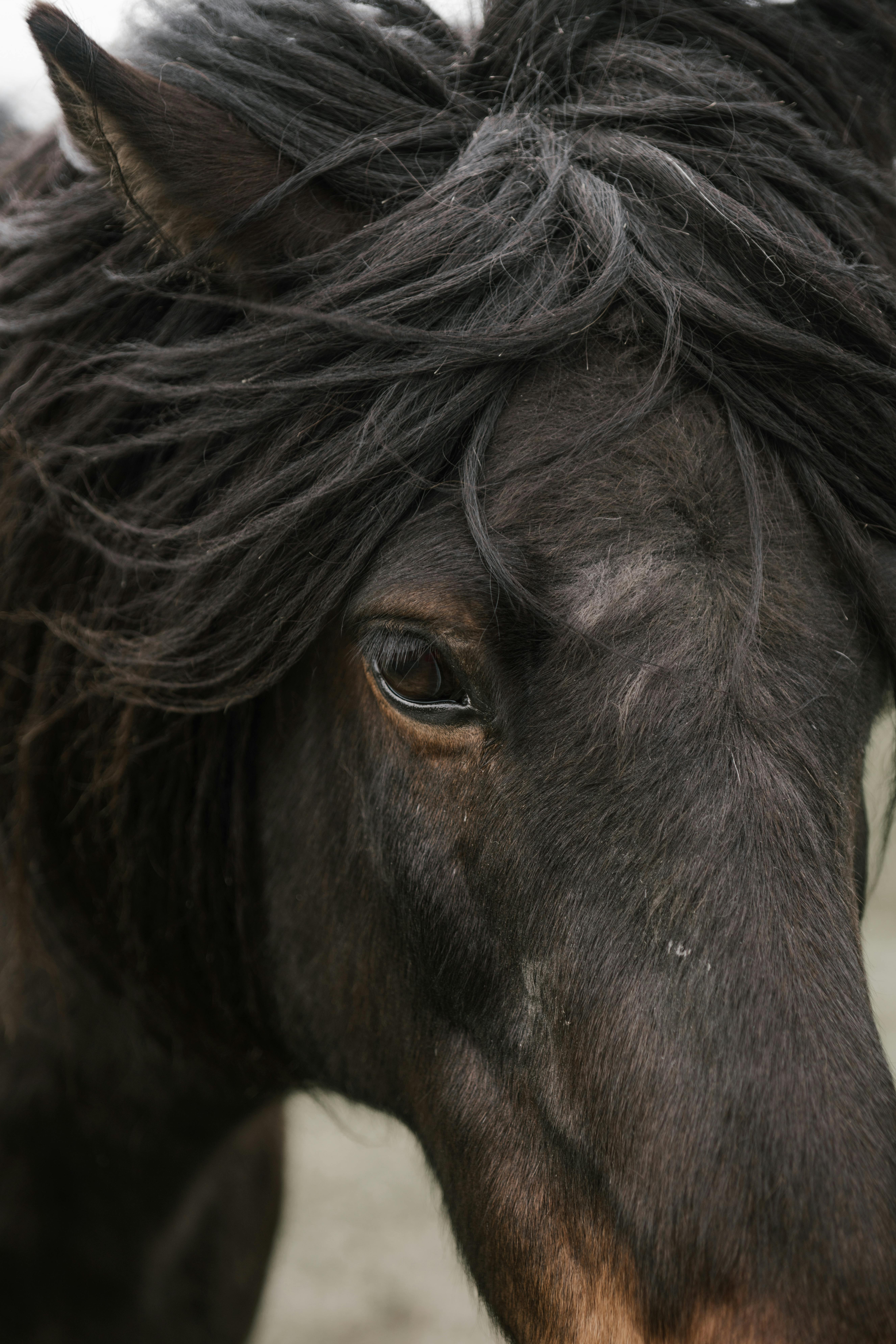 Black Horse in Close Up Photography · Free Stock Photo