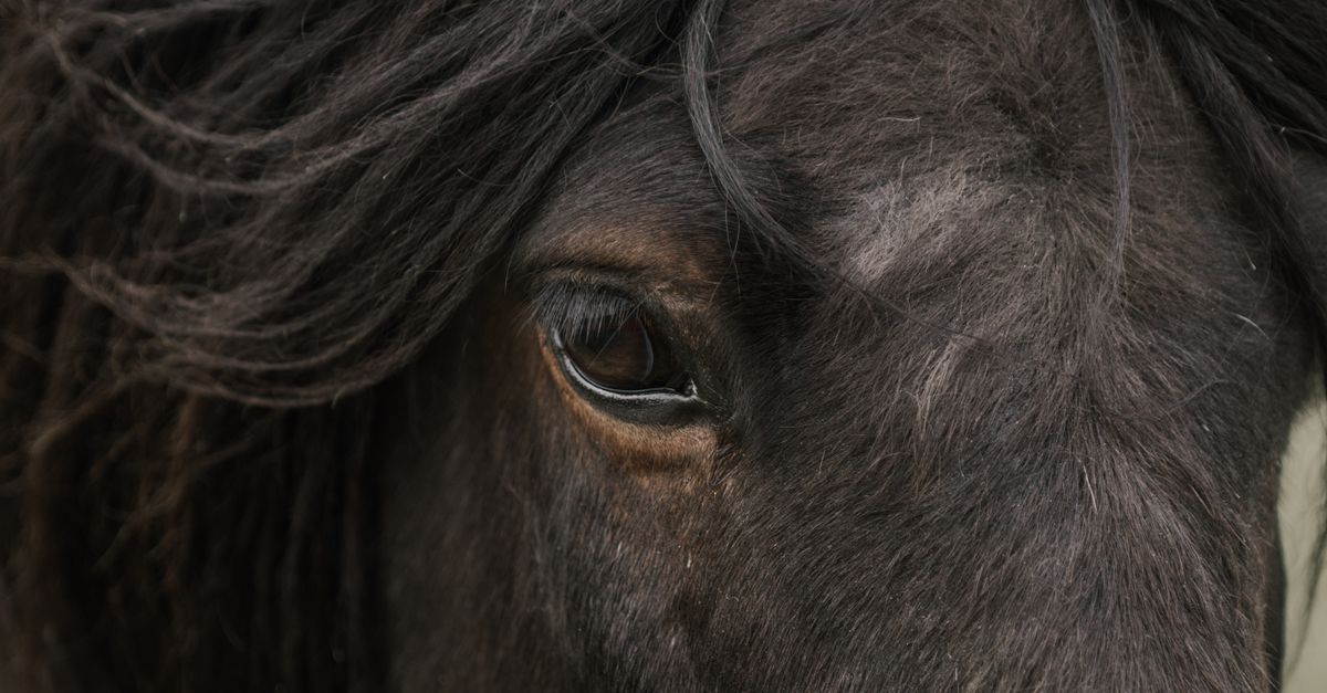 Black Horse In Close Up Photography Free Stock Photo black-horse-in-close-up-photography-free-stock-photo