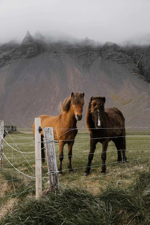 Free Domestic horses grazing in paddock in mountains Stock Photo
