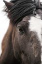 Crop bay horse with white star spot between eyes