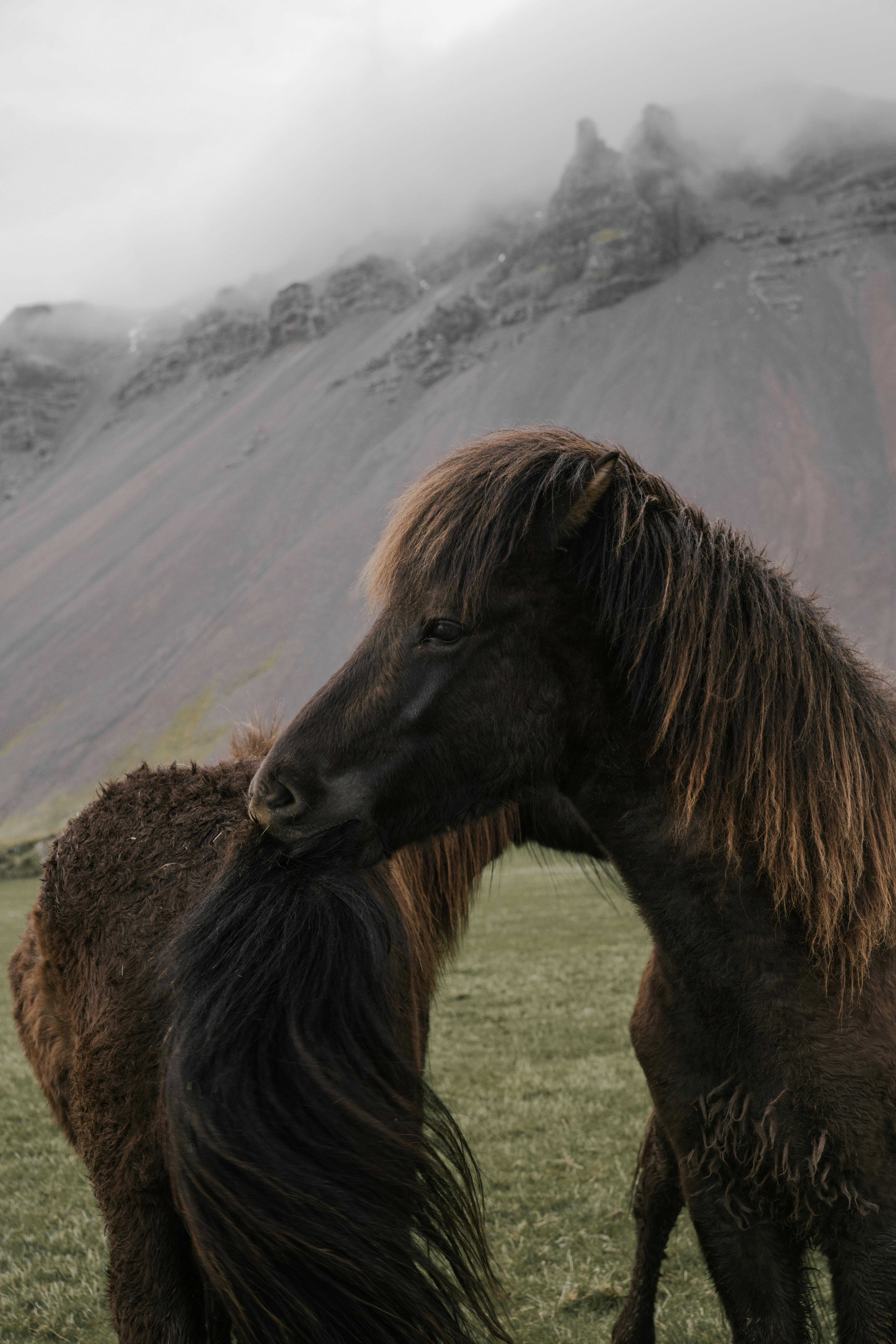 Calm brown horses pasturing on green meadow  near mountains in haze during cloudy weather