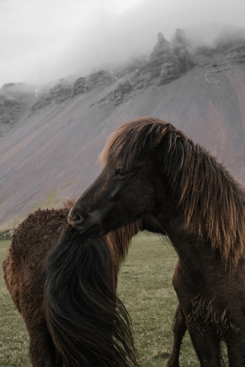 Calm brown horses pasturing on green meadow  near mountains in haze during cloudy weather