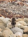 Wildlife scene of solitary arctic fox sitting on stones and looking away in summer day