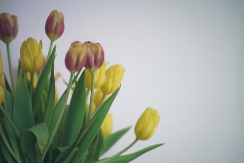 Ilmainen kuvapankkikuva tunnisteilla asetelma, kauniit kukat, keltaiset tulppaanit