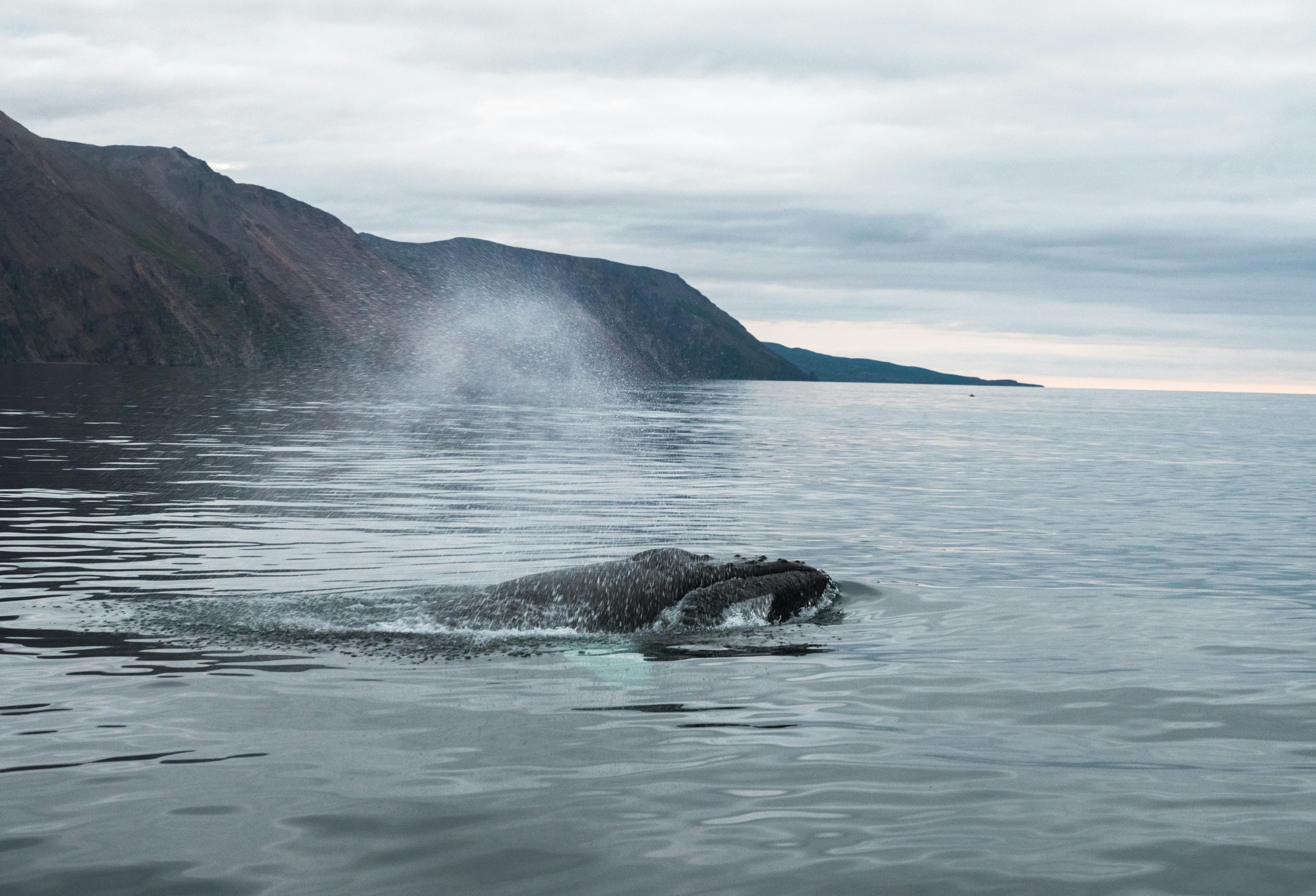 humpback whale swimming in ocean