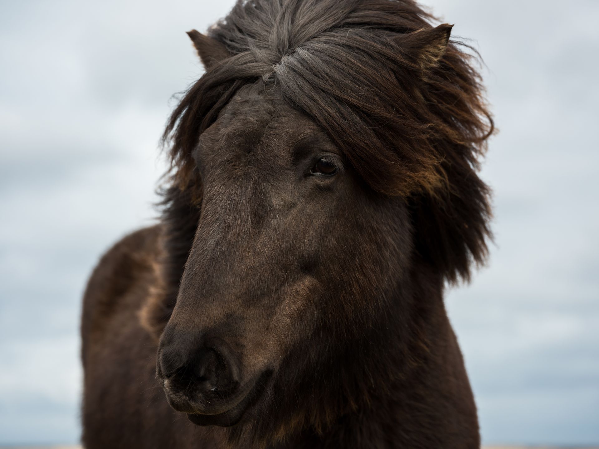 Calm dark brown purebred horse with mane standing on pasture against cloudy overcast sky on daytime