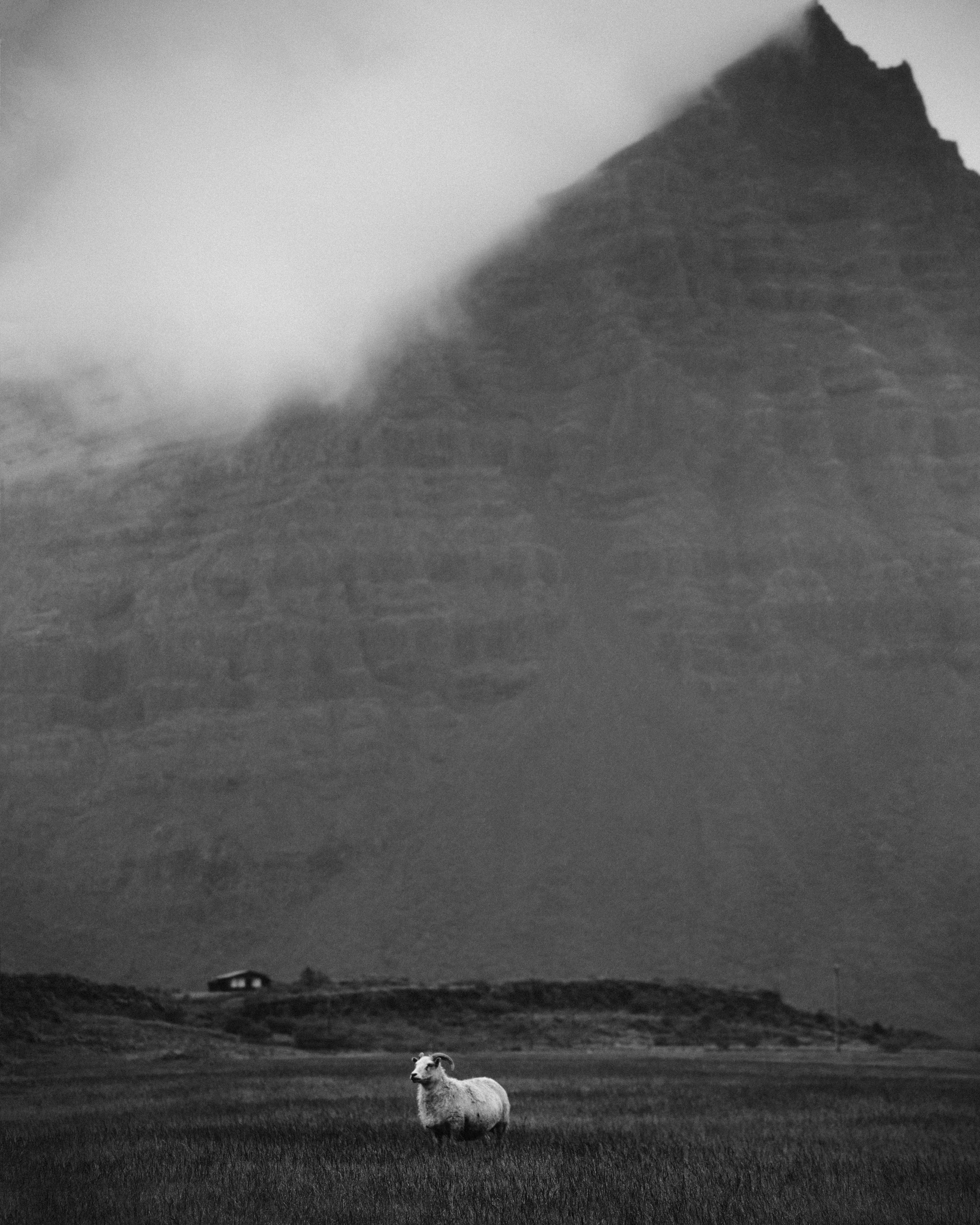 Black and white fluffy white sheep pasturing on grassy meadow near solitary rural house against majestic mountain range with peak in cloudy sky