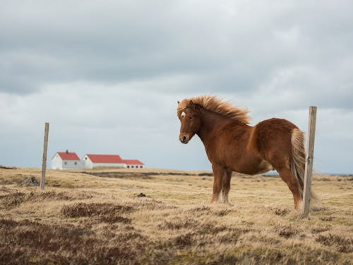 Chestnut purebred horse with lush mane pasturing on ranch near rural house on overcast day