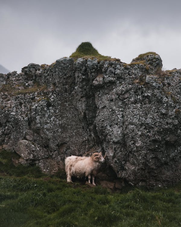 Bighorn grazing on rocky pasture near big stone