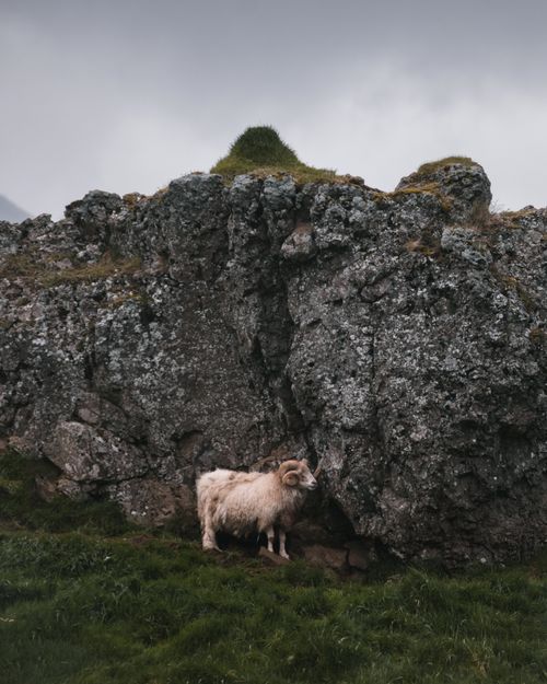 Free Wild white bighorn sheep pasturing on grassy hillside near mossy rocks on misty overcast morning Stock Photo