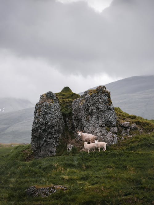 White sheep pasturing on green meadow in highland