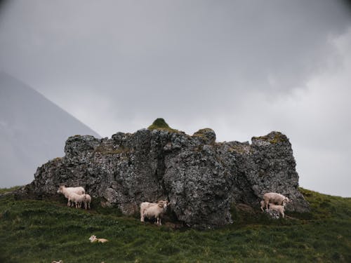 Flock of wild sheep grazing on green grassy meadow near big rocky stone on mountainous terrain under gray thick clouds