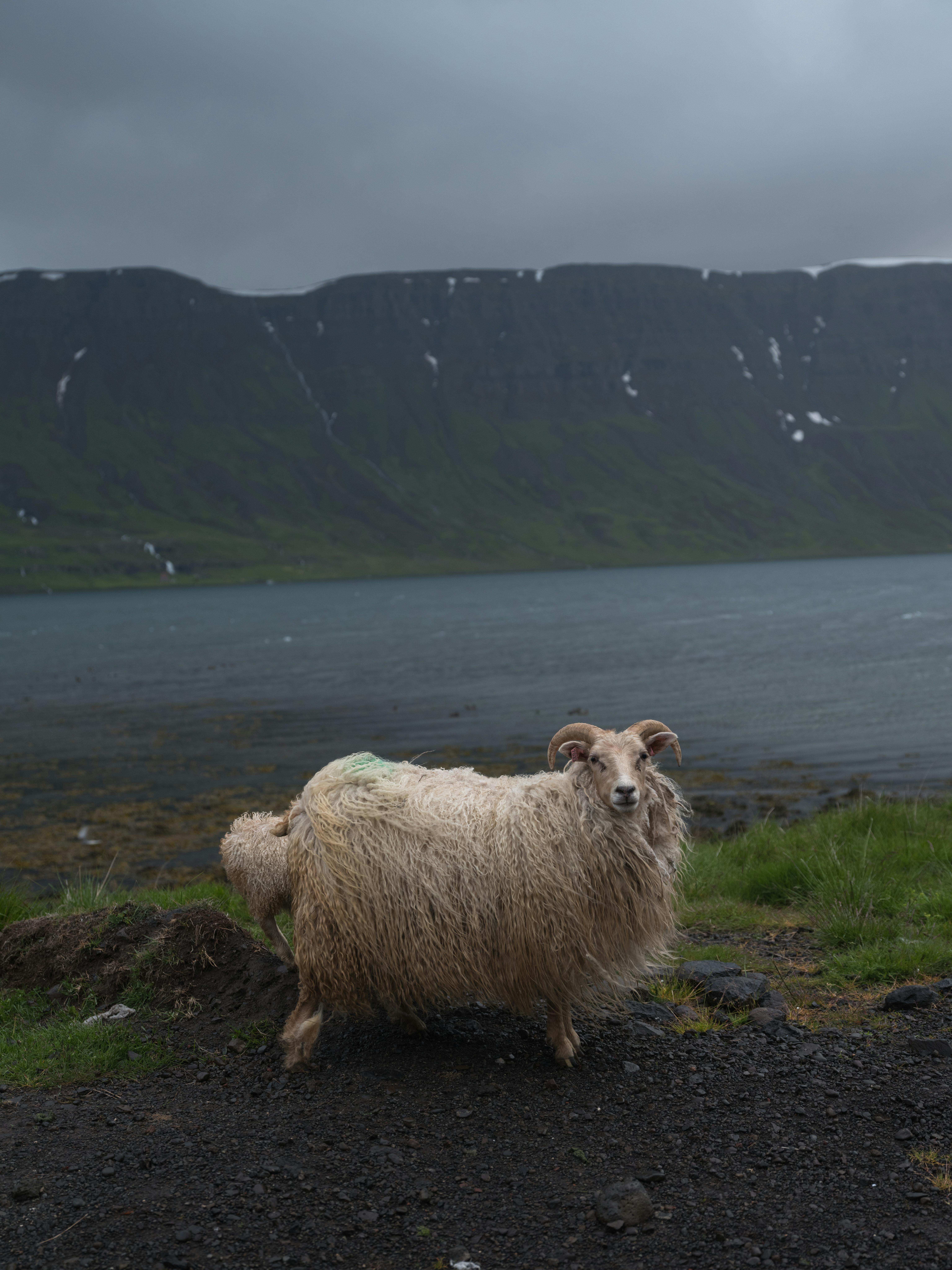 Portuguese language books