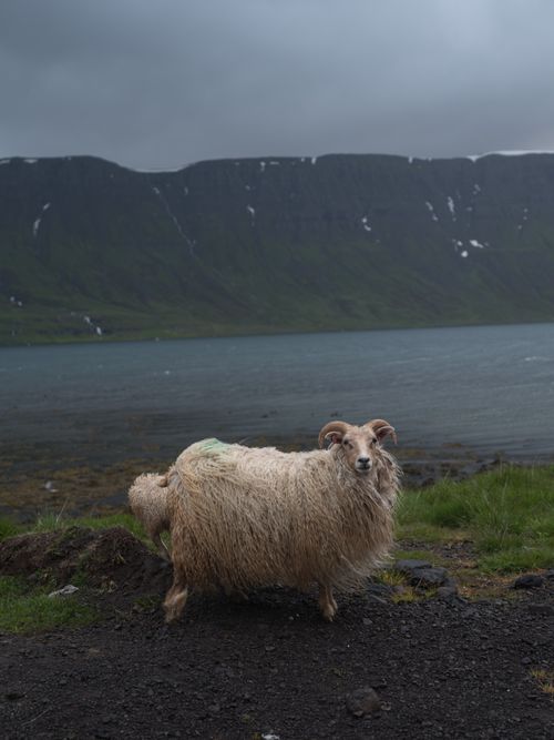Free Cute white fluffy sheep grazing on quiet pasture near river on highland under dark cloudy sky Stock Photo