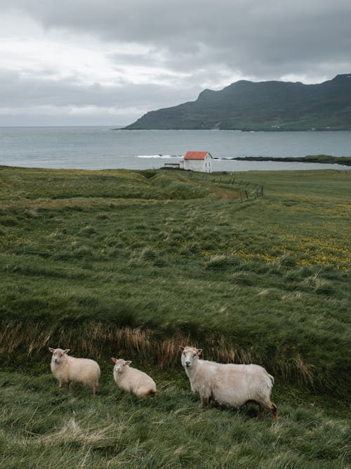 Flock of sheep pasturing on grassy lawn with solitary white house near rocky mountains and calm blue sea on gloomy weather