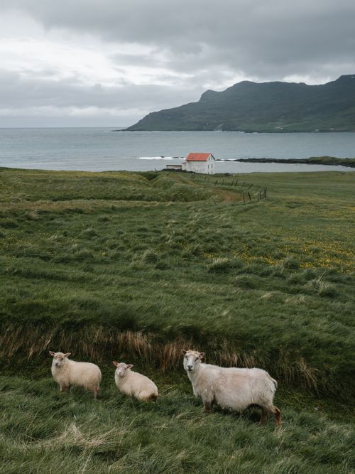Free Flock of sheep pasturing on grassy lawn with solitary white house near rocky mountains and calm blue sea on gloomy weather Stock Photo