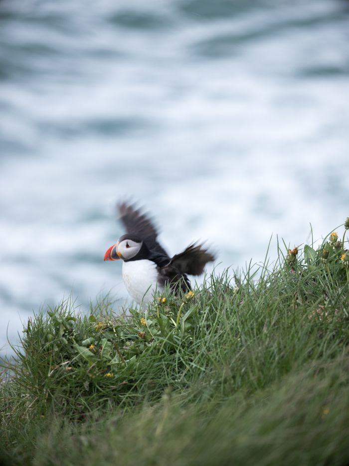 Atlantic puffin in the grass — ArtHouse Studio on Pexels
