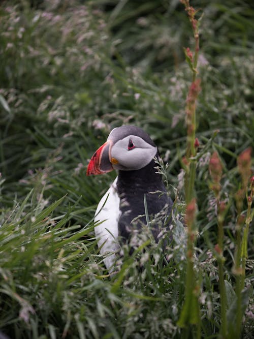 Funny curious wild Atlantic Puffin sitting amidst green lush grass on sunny day