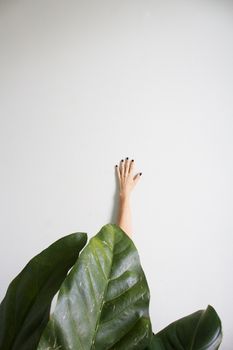 从白色极简主义背景的绿叶后伸出一只手