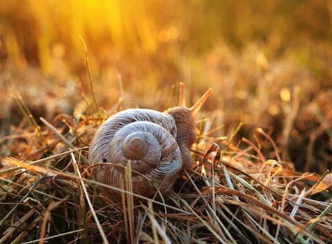 Black and Brown Snail Shell on Beige Textile · Free Stock ... - 477 x 350 jpeg 32kB