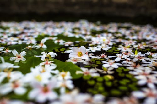 湖の水面に繊細な花
