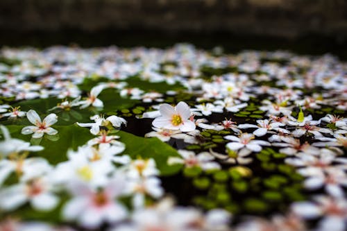 Delicate flowers on water surface of lake