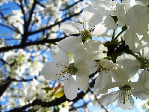 Free stock photo of beautiful flowers, peach tree, white Stock Photo