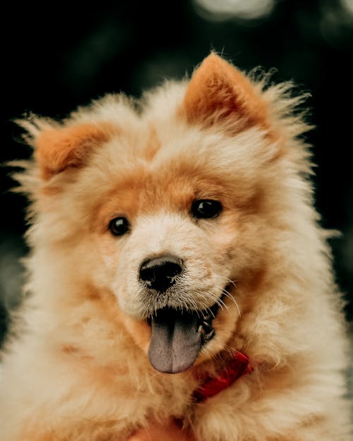 Gratis lagerfoto af dyrefotografering, hjemlig, hund