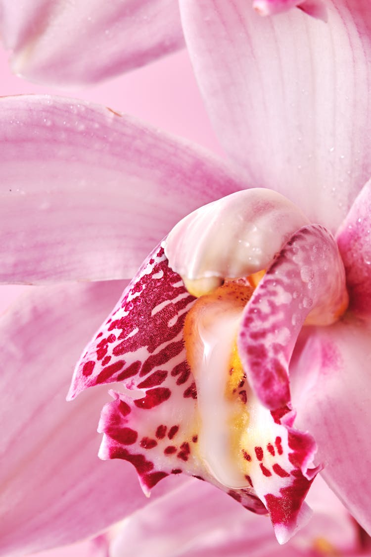 Pink Orchid In Macro Photography