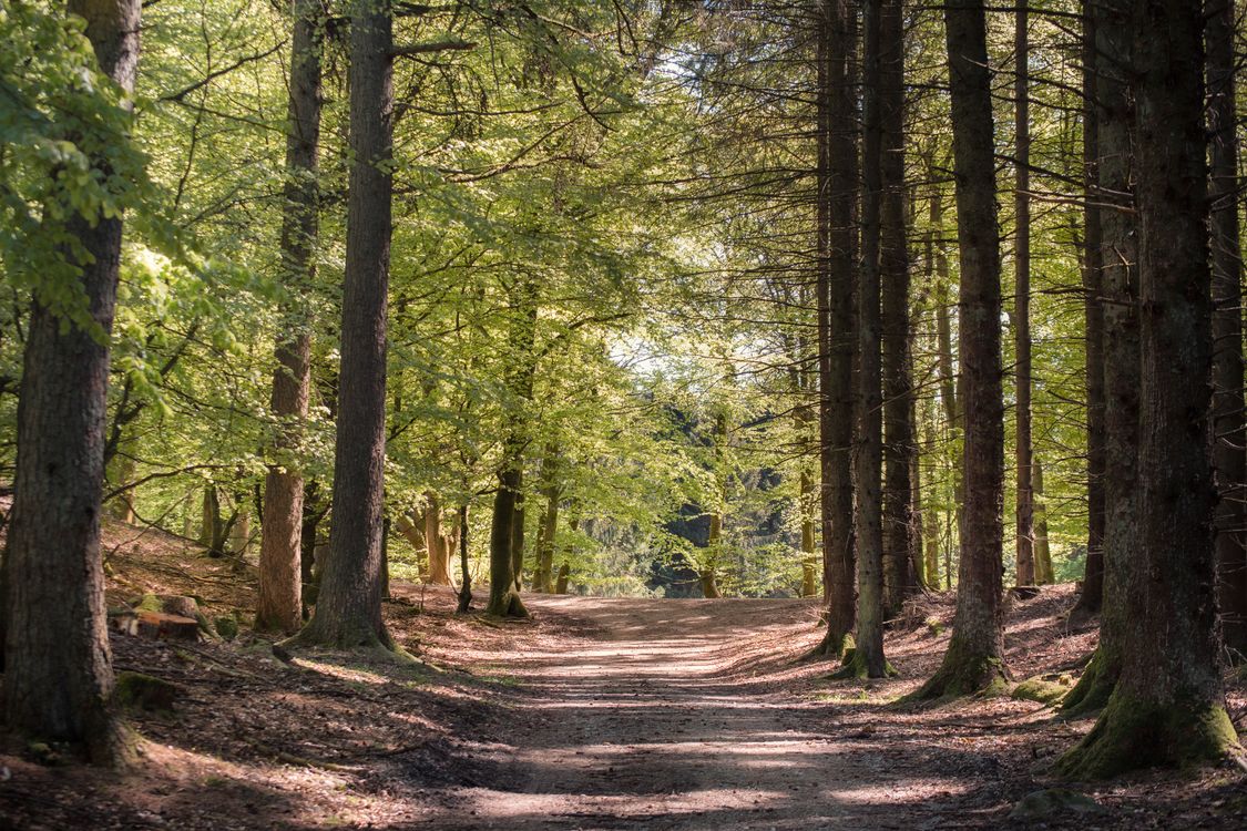 Sandy path in forest in summer · Free Stock Photo