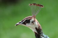 Headshot of Peacock