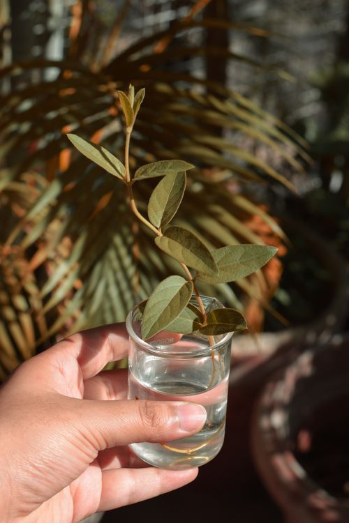 Free Unrecognizable person holding plant with green leaves in glass jar with water under sunlight Stock Photo