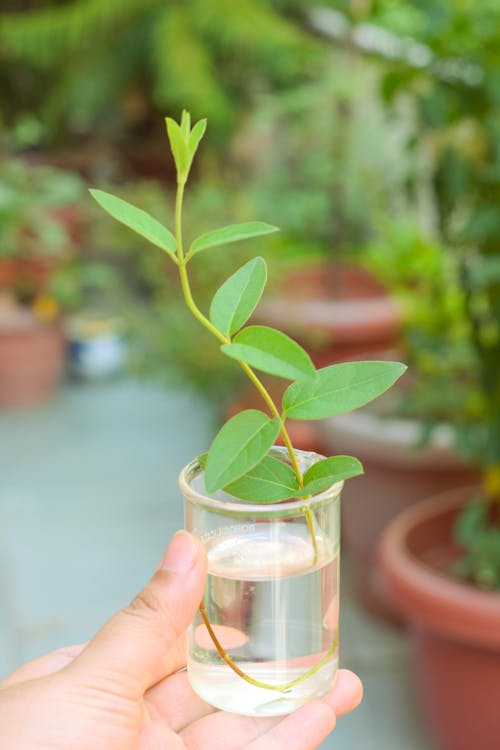 Plant with green leaves in water in jar