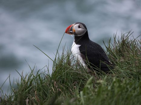 Exotic Atlantic Puffin with colorful beak sitting on lush grass against blurred foamy blue water on clear day