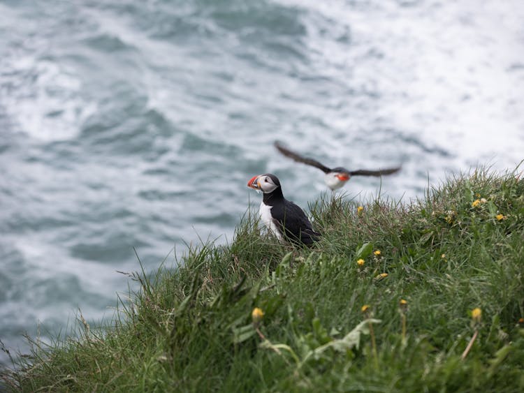 Puffin Birds Near Grassy Cliff And Wavy Sea