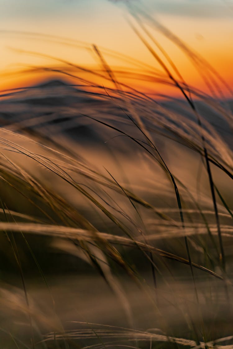 Dry Overgrown Grass In Field At Colorful Sunset