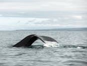 Humpback whale tail above surface of sea