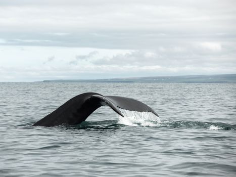 Beautiful wavy tail of large black humpback above surface of sea during diving