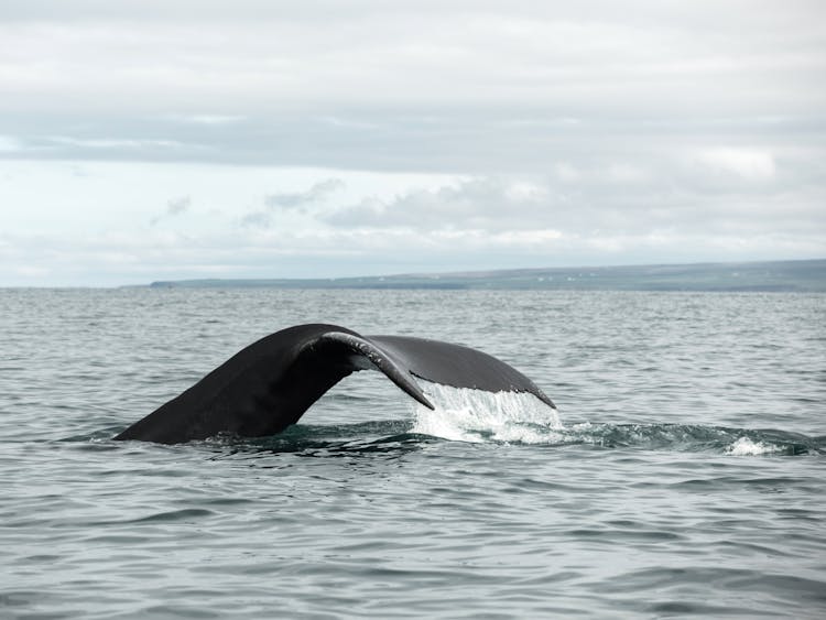 Humpback Whale Tail Above Surface Of Sea