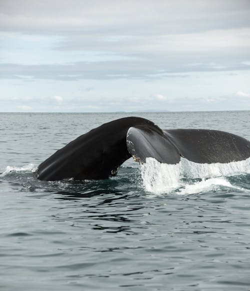 Tail fin of large black humpback whale above surface of ocean during diving