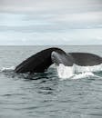 Humpback whale swimming underwater with tail above sea surface
