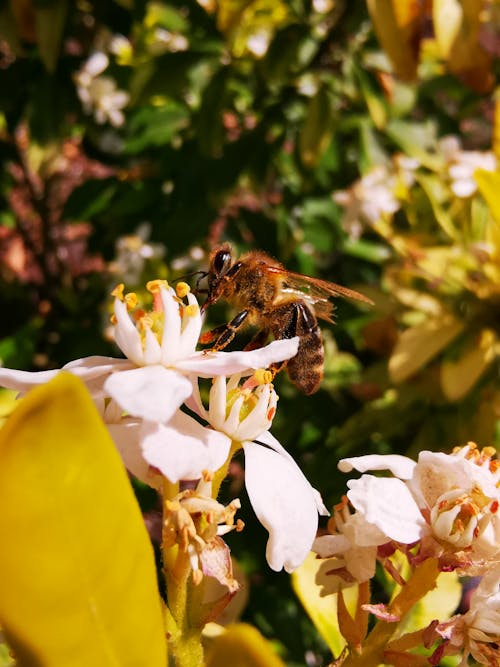 Foto d'estoc gratuïta de abella, bellesa a la natura, flor