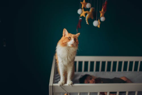 Free Attentive cat and baby in cot at home Stock Photo